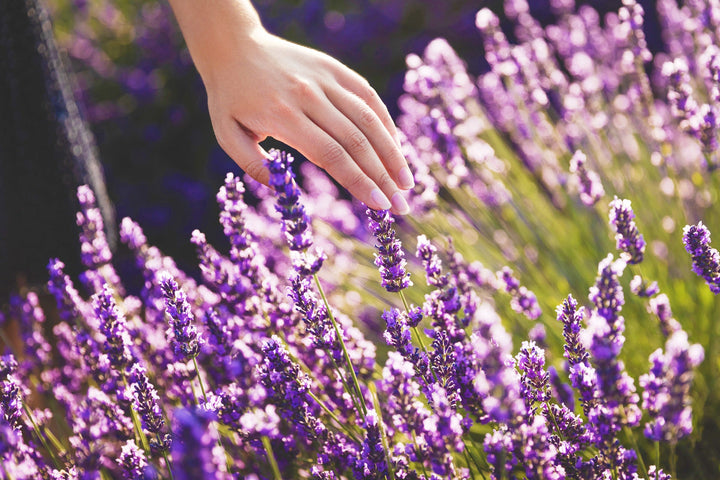 What Are Botanical Terpenes? A Deep Dive into Nature’s Aromatic Compounds